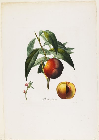 Pavie jaune. (Perziken), uit Traite des Arbres Fruitiers door Pierre Antoine Poiteau